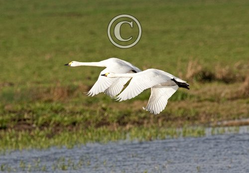 Bewick Swans in Flight DM965